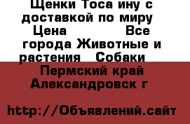 Щенки Тоса-ину с доставкой по миру › Цена ­ 68 000 - Все города Животные и растения » Собаки   . Пермский край,Александровск г.